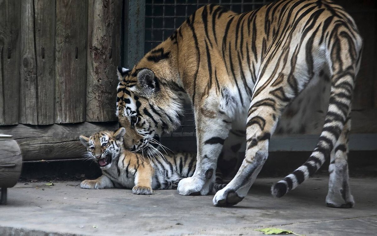 Валерий Матыцин/ТАСС