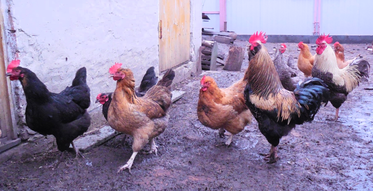 Куры - птицы непростые. А уж к петухам вообще особый подход нужен!