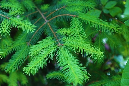 https://cdn.pixabay.com/photo/2018/05/24/10/15/pine-3426245__340.jpg