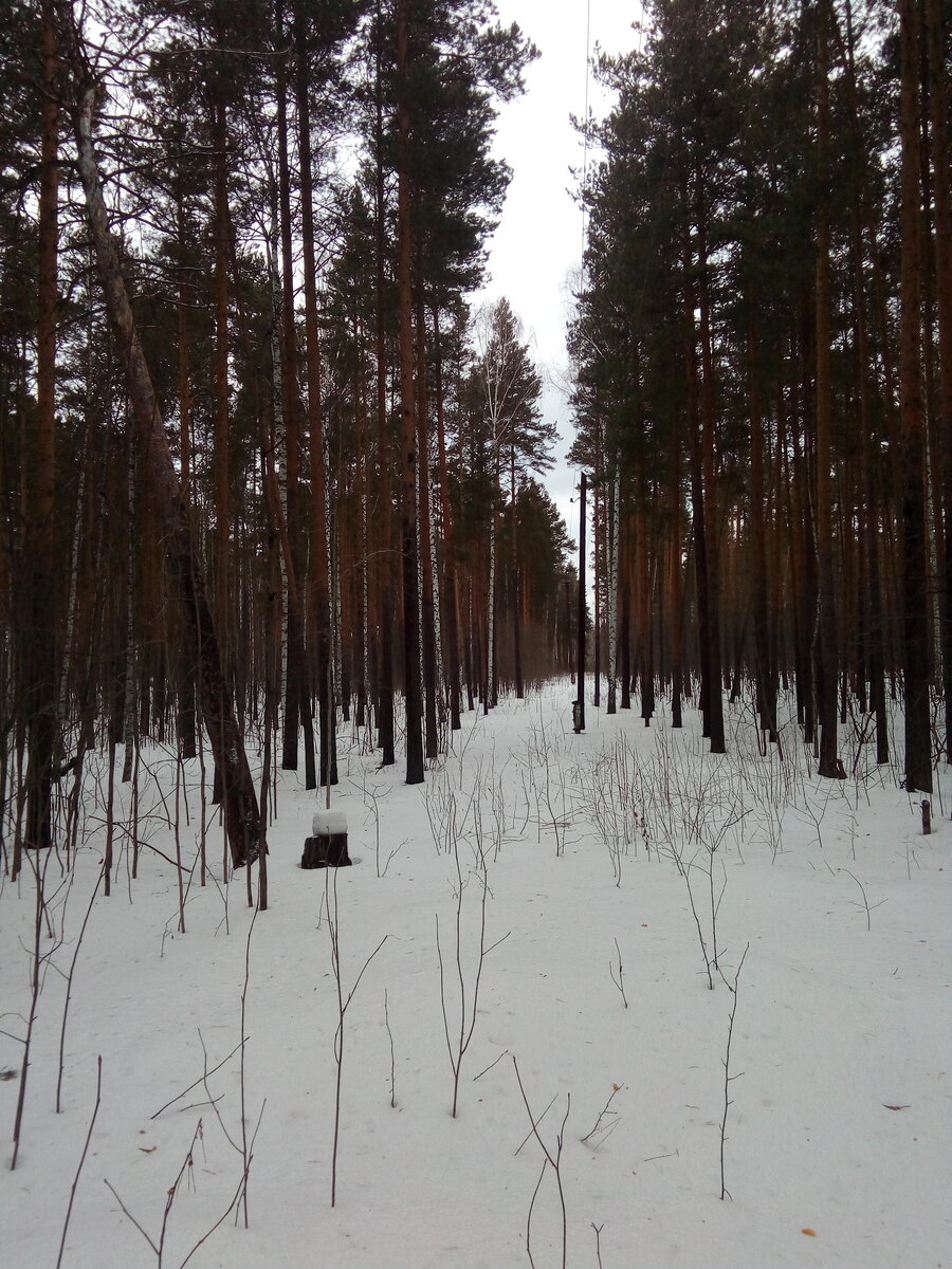 В одном месте тропинку пересекает просека под старой ЛЭП. Интересно, сколько лет этим столбам?