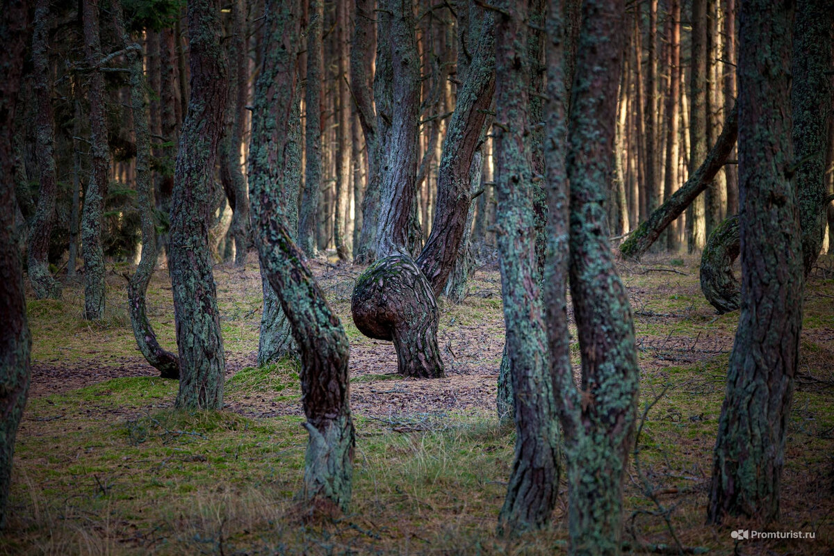 Куршская коса. Какая она? ???