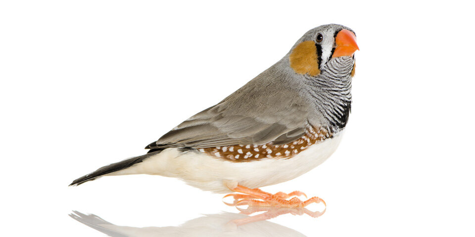 Фото из сети