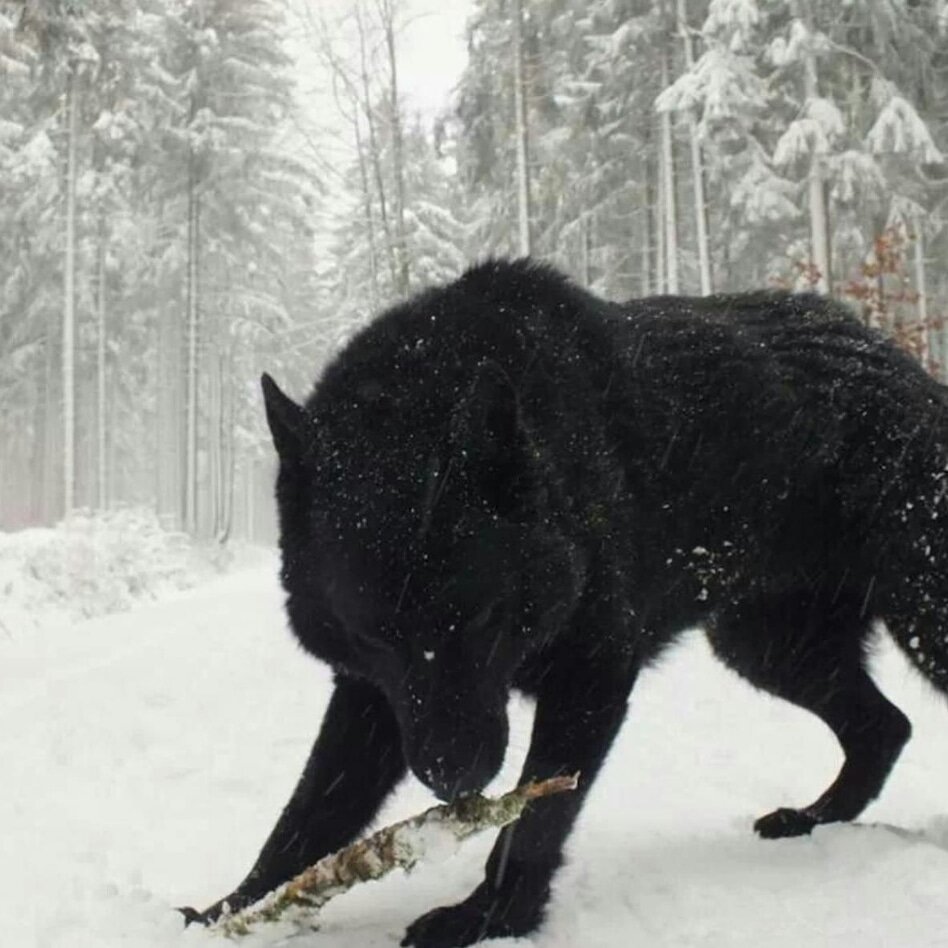 Большой черный волк