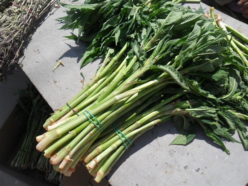 Кислятка уральская. Кислятка горная трава. Кислятка и щавель. Кислянка. Аконогонон альпийский горец.