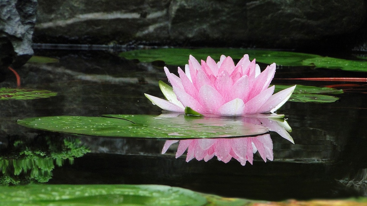 https://cdn.pixabay.com/photo/2017/07/18/01/49/flower-2514519_1280.jpg