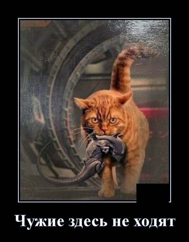 Котейка на страже дома.