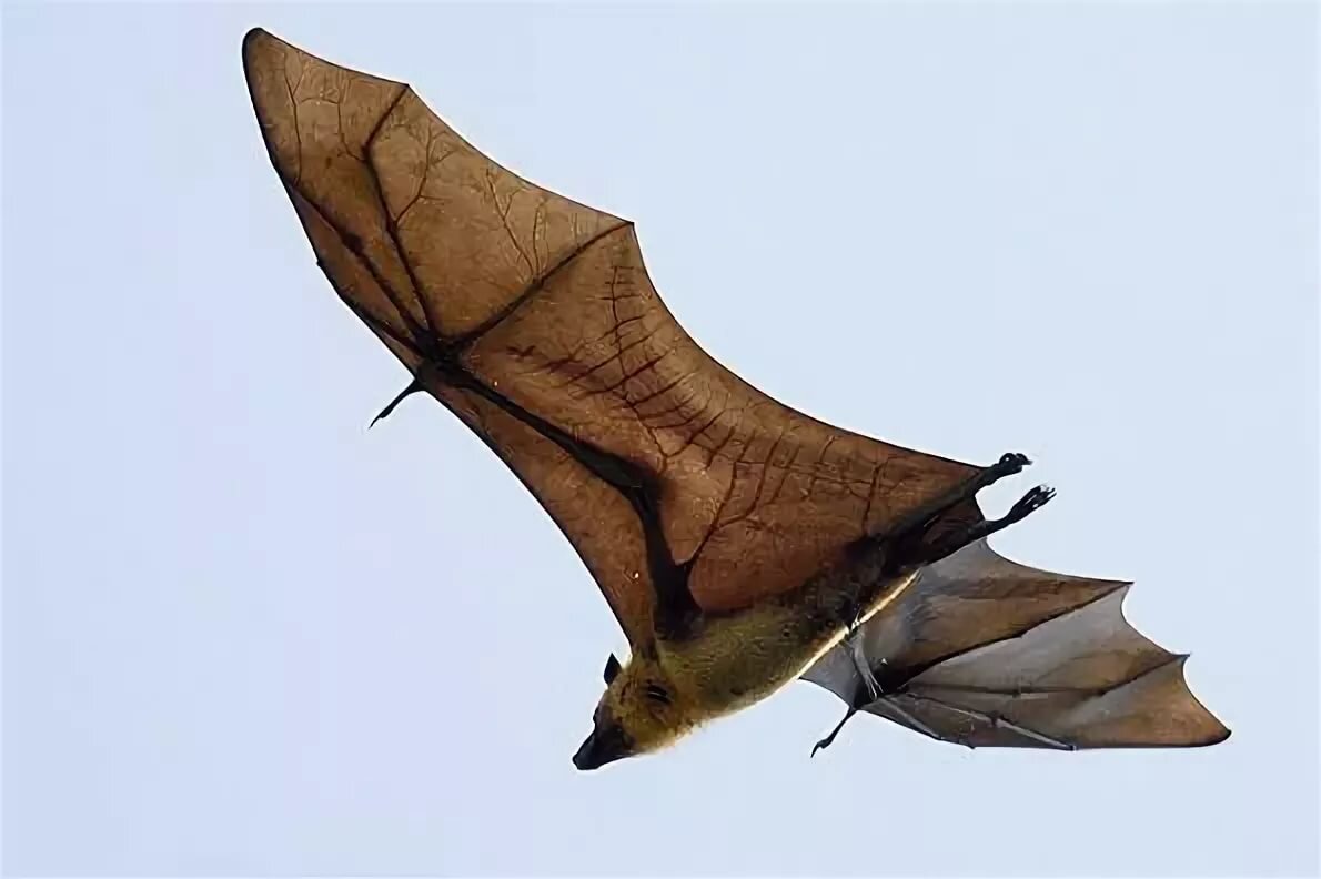 Приблизительно так мог бы выглядеть ахул, если бы кому-то его удалось запечатлеть. Фото из открытых источников.