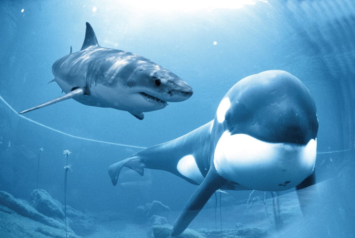 Белая акула против. Акулы и касатки киты. Кейко кит. Касатка Кейко.