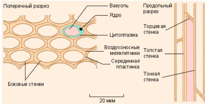 Колленхима