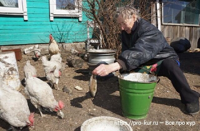 Нормы кормления взрослых кур несушек в граммах на одну голову – таблица