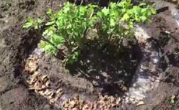 Удобрять очистками можно и летом, и весной, но особенно важно – осенью.