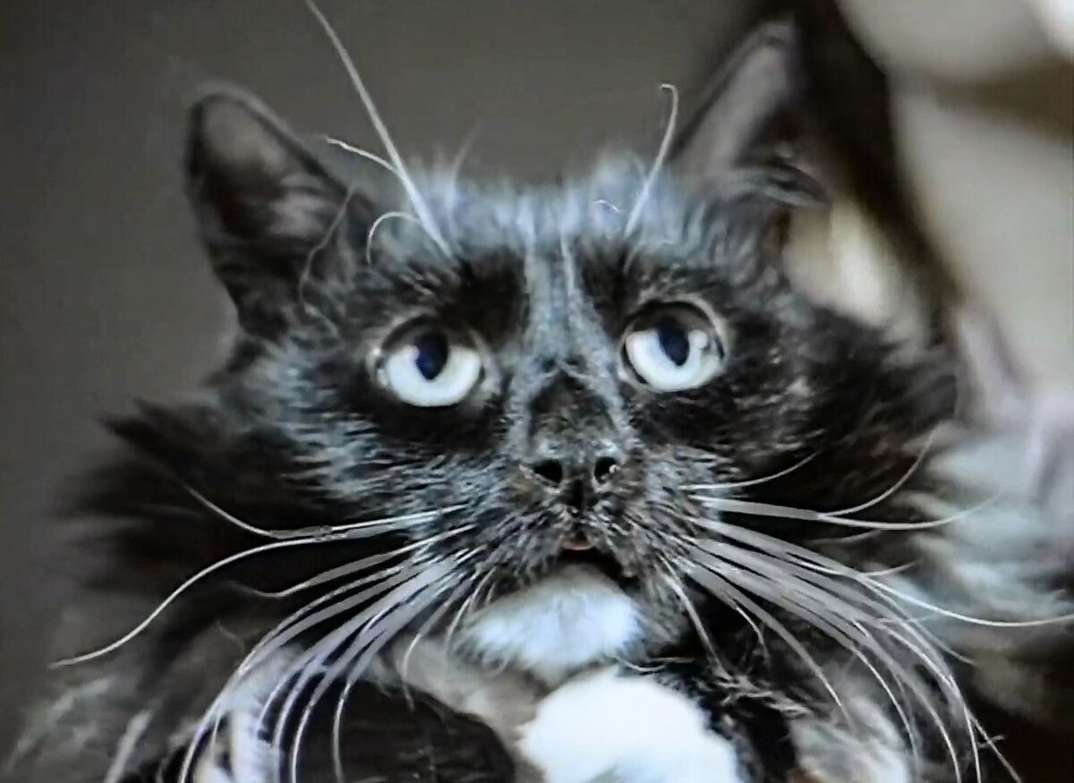 Фильм «Чародеи»: как экранизировали повесть Стругацких «Понедельник ...