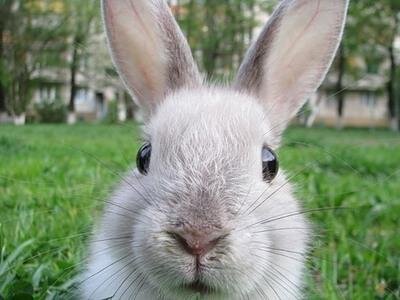 Кролик - это символ личности как индивидуального нарушения. Это животное очень плодовито, поэтому, если оно во сне, это может означать боязнь чьей-то сексуальной неадекватности или боязнь быть родителем. Если мужчина мечтает о женщине, которая ухаживает за кроликами - на самом деле есть сильное бессознательное желание вовлечь ее в сексуальные отношения.