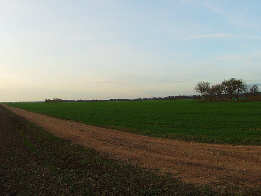 Озимые зеленеют так ярко, как будто и не глубокая осень.