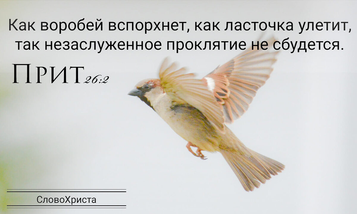 Незаслуженное проклятие. Как к нему относиться? | Слово Христа | Дзен