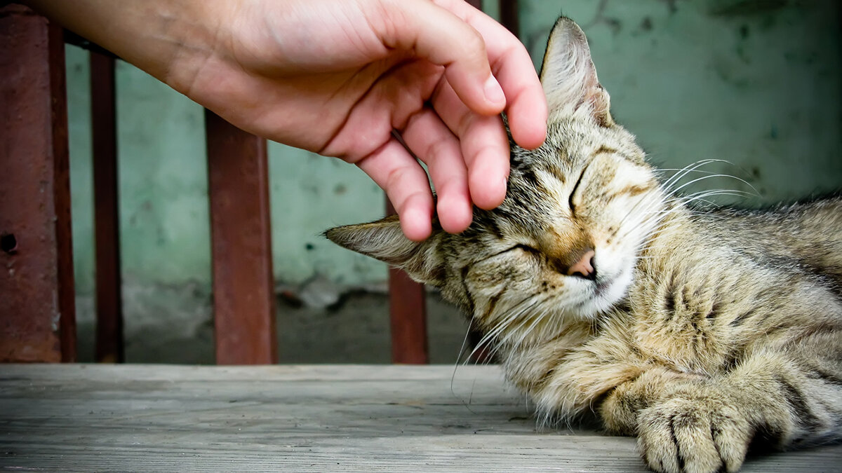 Почему кошки урчат: причины и значение урчания у кошек