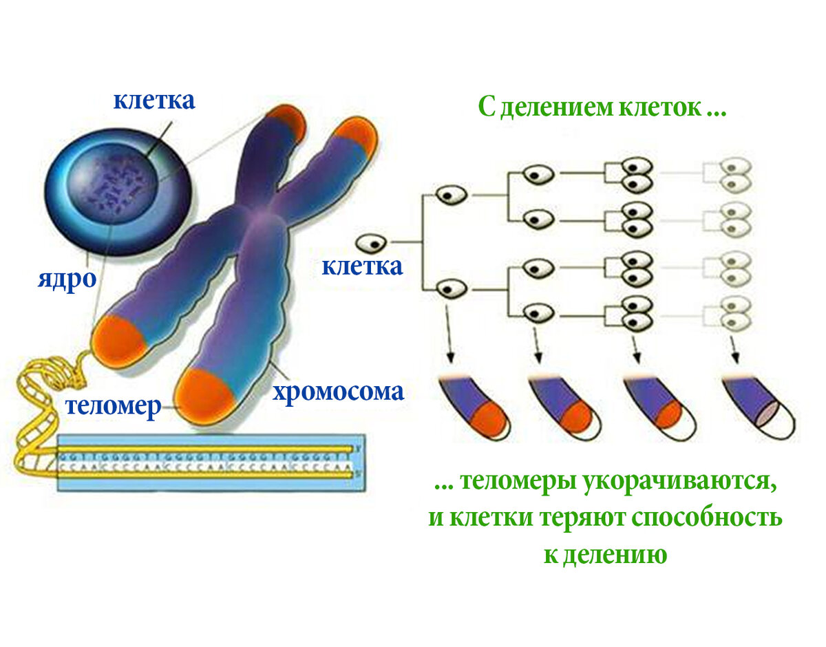 Теломерная теория старения презентация