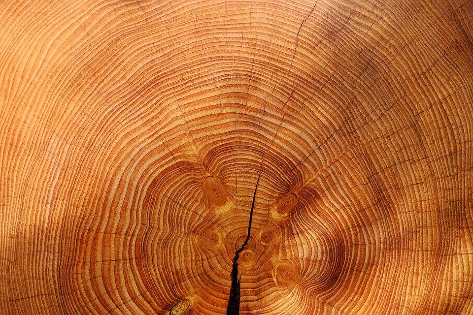 https://pixabay.com/ru/photos/древесины-дерево-ель-picea-3212803/ 
