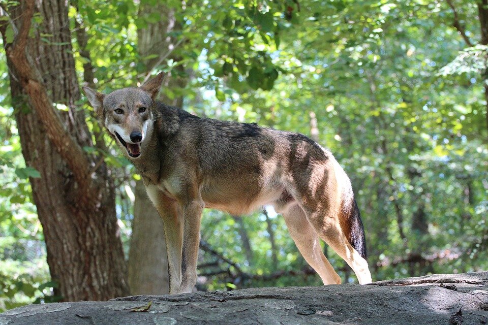 Источник: https://cdn.pixabay.com/photo/2019/09/24/01/03/red-wolf-4499968_960_720.jpg