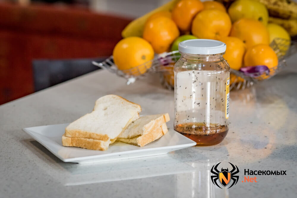 Методы борьбы с муравьями