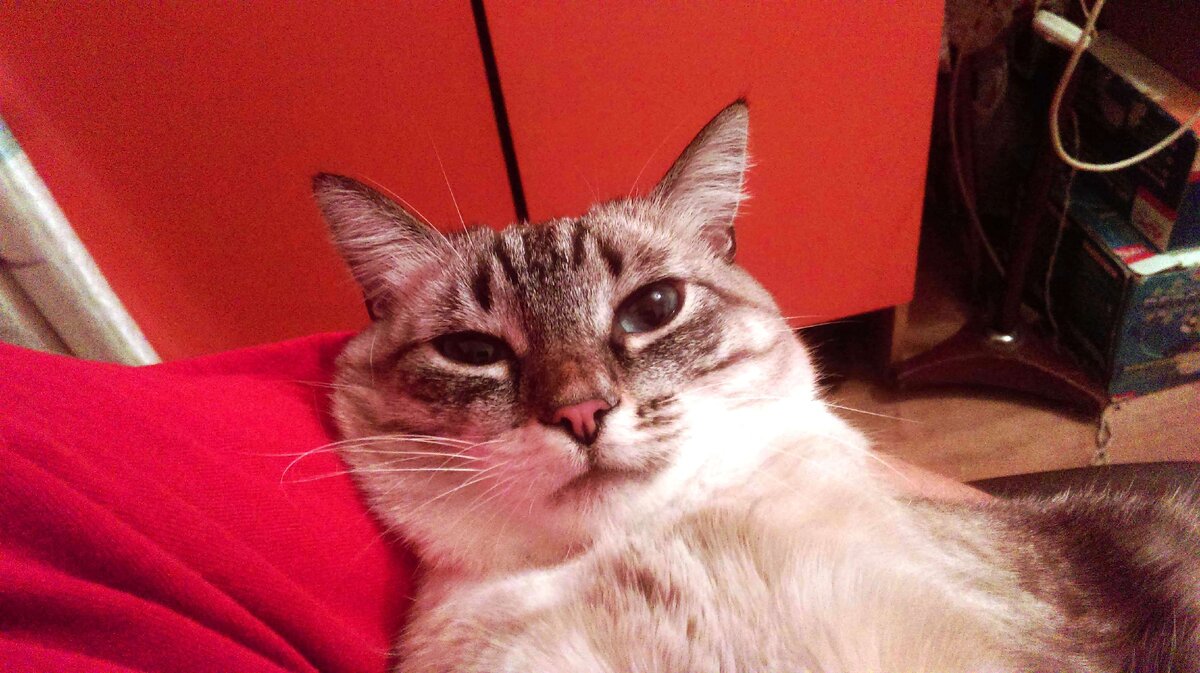 Недоверчивый, провеуряющий Беляшик. Он только что заполз хитрым ужом на руки и еще не понял моего настроения.