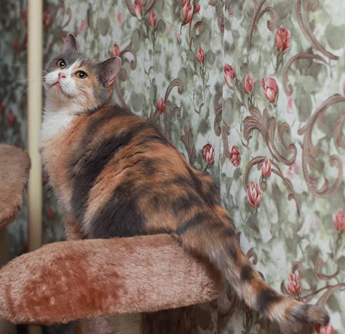 Кошка Шерил из Банды Дворян