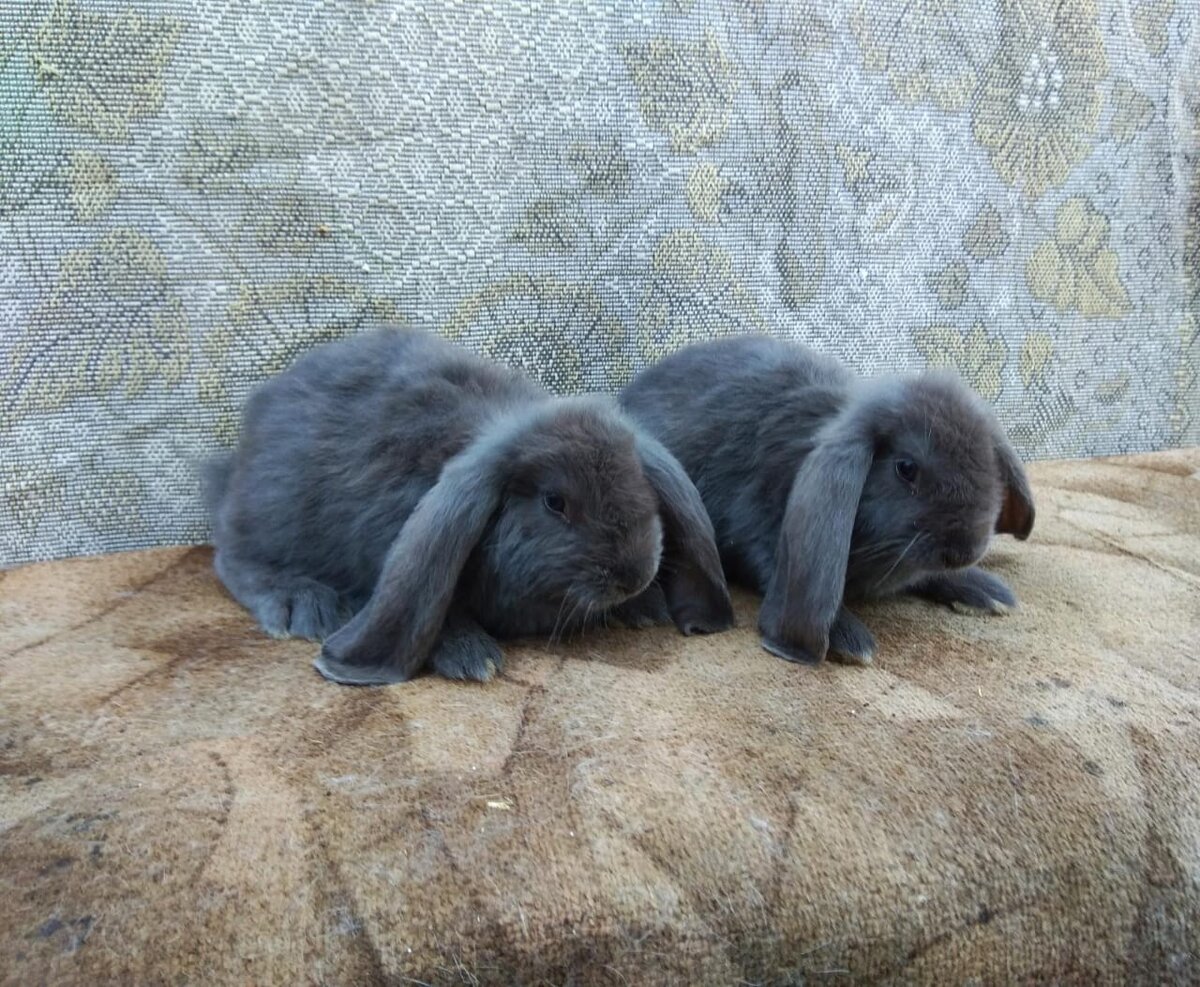 Французский баран