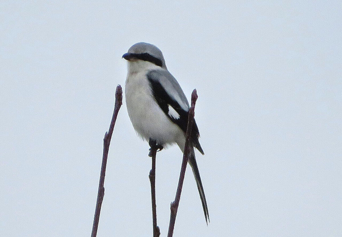 Серый сорокопут. Петергоф. Фото автора.
