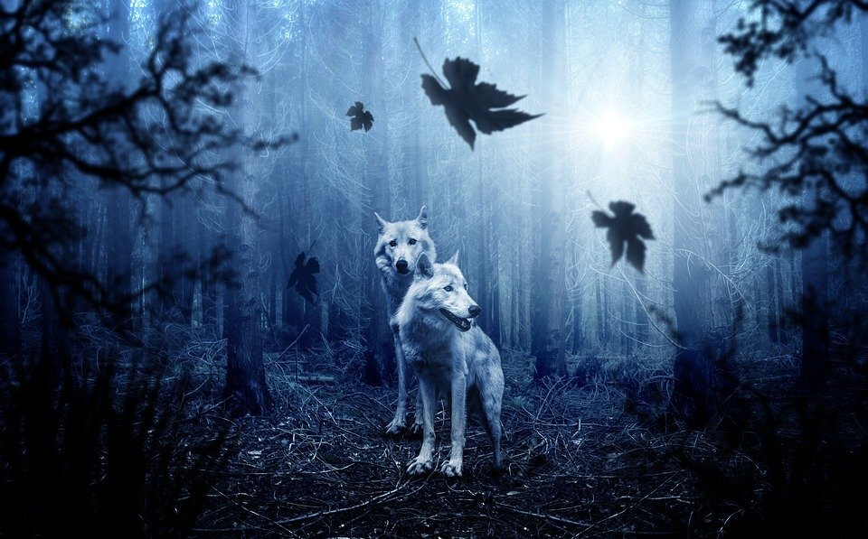 https://cdn.pixabay.com/photo/2017/10/18/16/08/wolf-2864647_960_720.jpg