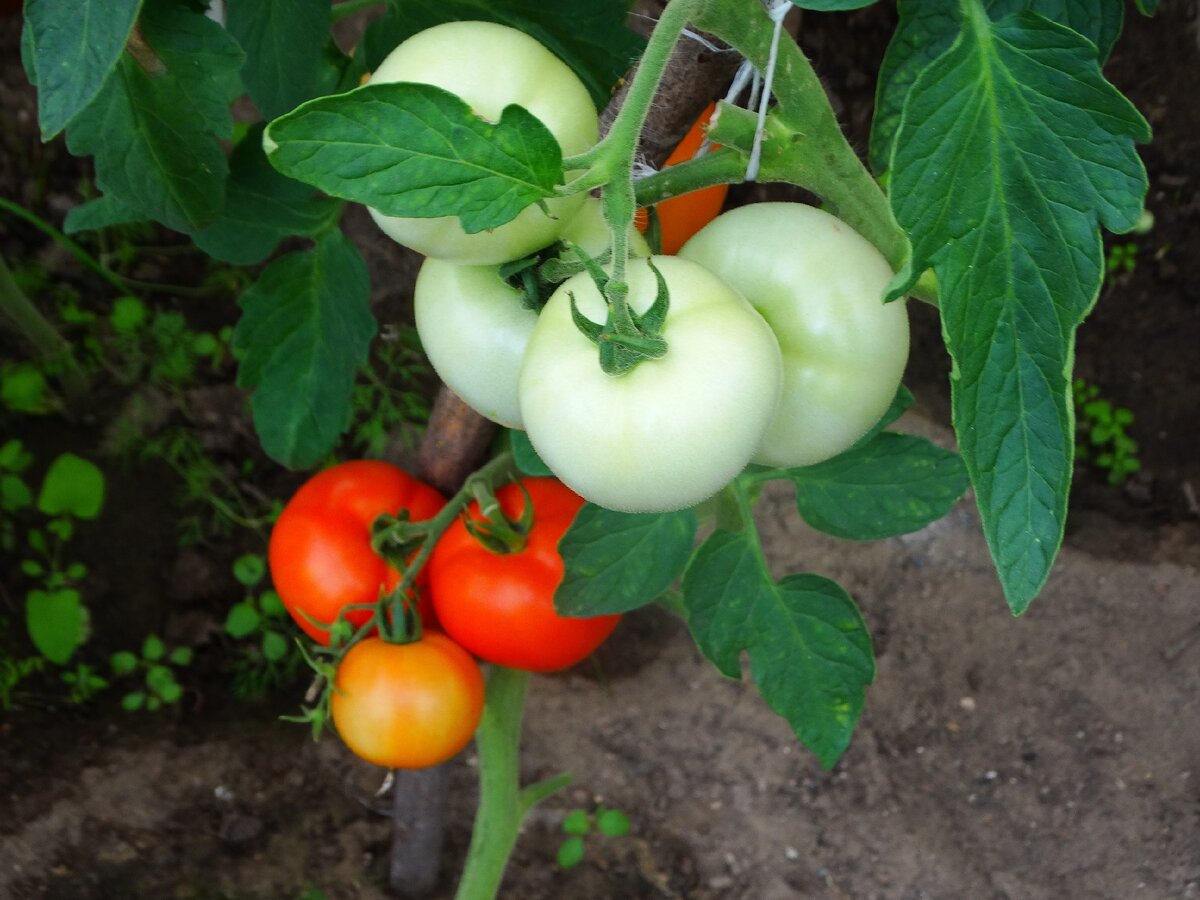 А это уже ближе к уборке урожая. Все помидорки, как на подбор