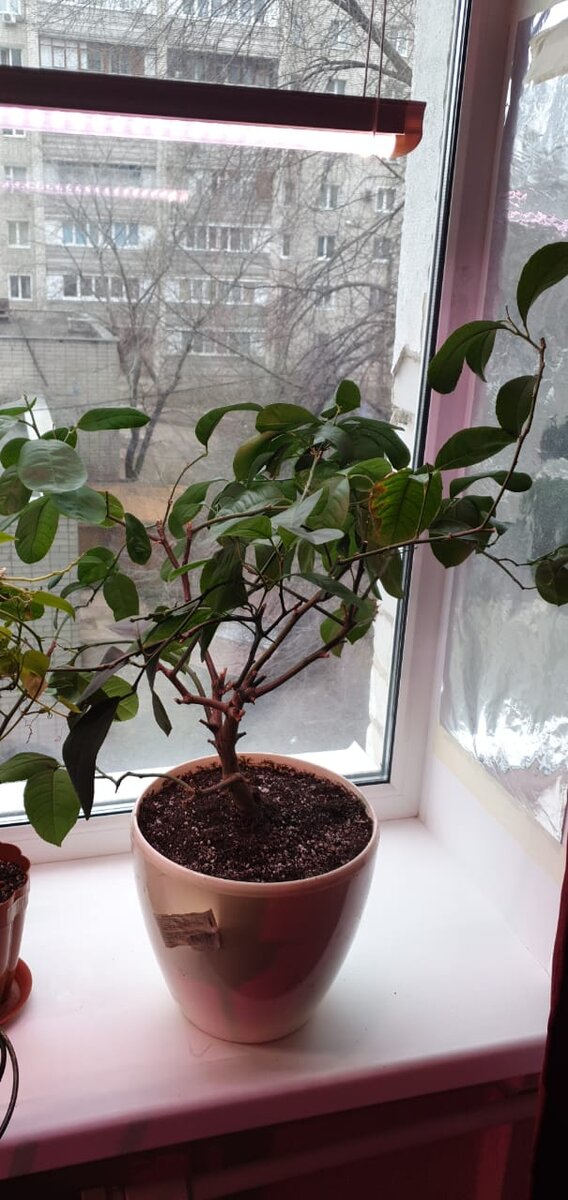 Пересажен 2 января в новую плошку