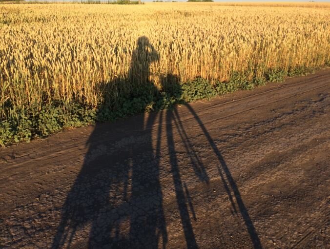 Моя тень от вечернего солнца. Елецкий район Липец. область. Фото автора 