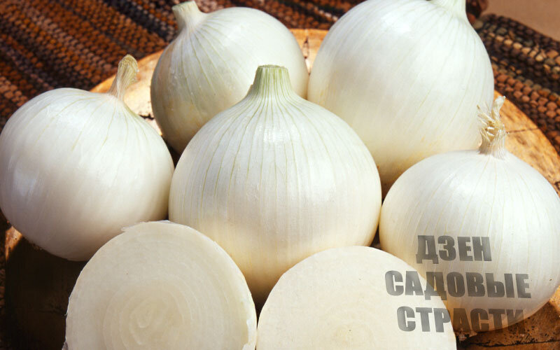 Ошпарьте уже мелко нарезанный лук кипятком и дайте ему постоять минут десять - поможет уменьшить запах.