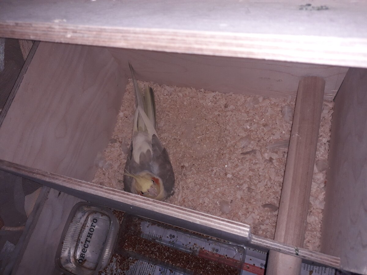 Как сделать гнездо для попугаев