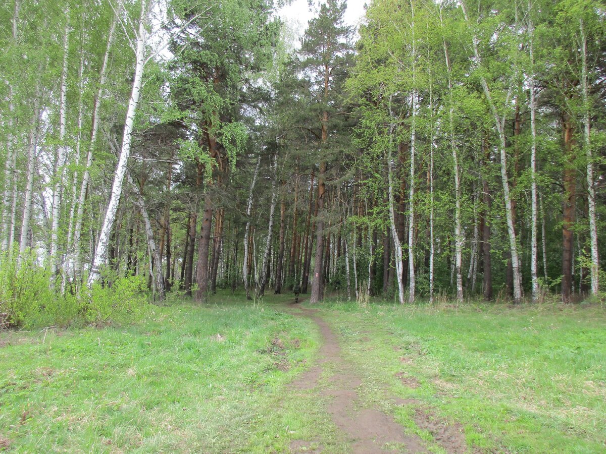Майский лес