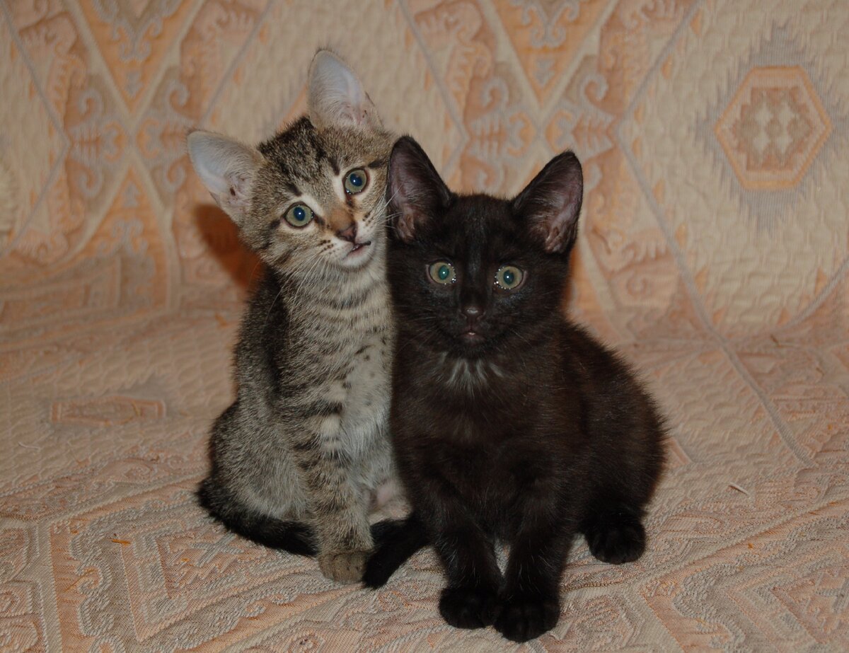 Серая кошечка и чёрный котик.