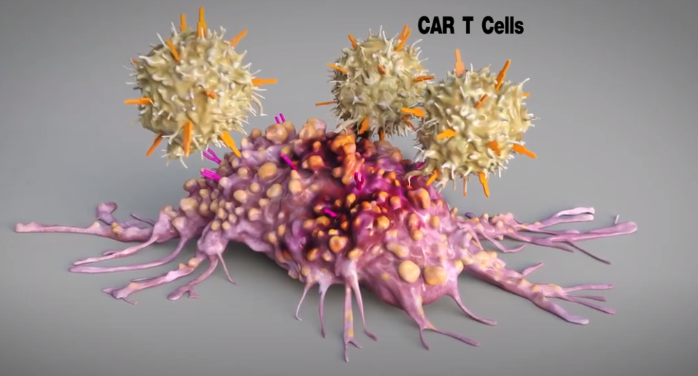 Обученные Т-киллеры убивают раковую клетку ASCO