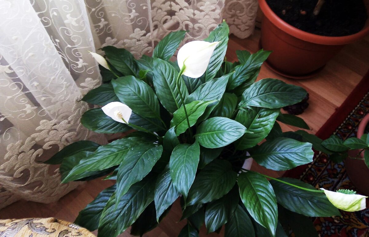 Спатифиллум – цветок «Женское счастье»