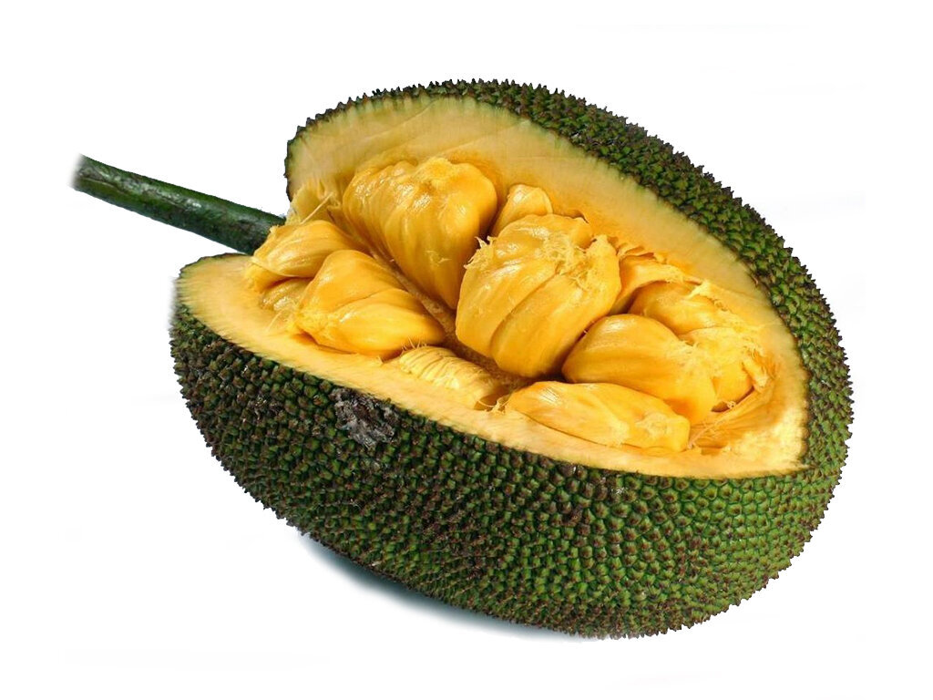 Плод хлебного дерева.   Мякоть плодов в сушёном виде богата на разнообразные питательные элементы:
Углеводы, большая часть которых является крахмалом — 80%.
Сахар — 15%.
Белок — 5%.