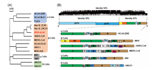 Карта геномов коронавирусов