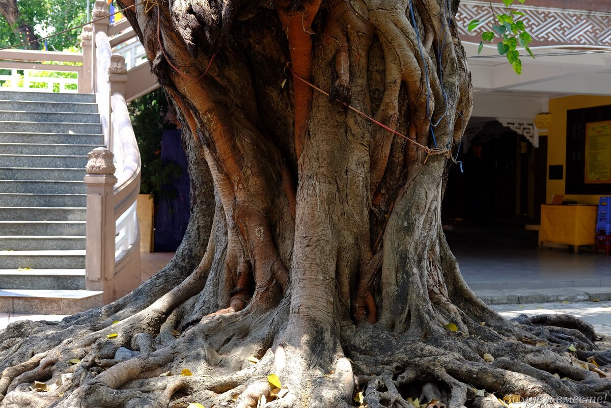 Монахи там не в оранжевых  одеяниях, как в Таиланде, а в коричневых: 