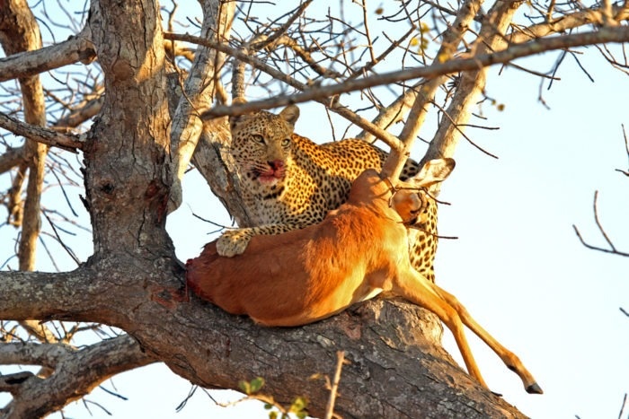 Основная излюбленная пища леопардов – это косули, олени, антилопы. Своих жертв хищники караулят вблизи водоемов, затем прыгают и цепляются за шею, убивая добычу. После прячут тушу высоко на деревьях, поднимая наверх даже тела животных в три раза крупнее себя. Если копытных животных не хватает, то леопард охотится на зайца, птиц и даже обезьян. Может питаться падалью. В целом рацион леопарда способствует очищению окружающей среды от слабых животных, то есть является своеобразным природным отбором.