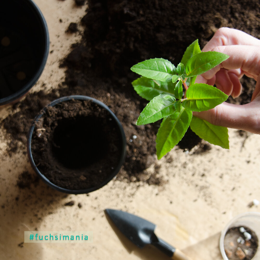 Каждый следующий горшок при перевалке фуксии должен быть больше предыдущего всего на пару сантиметров в диаметре и в высоту