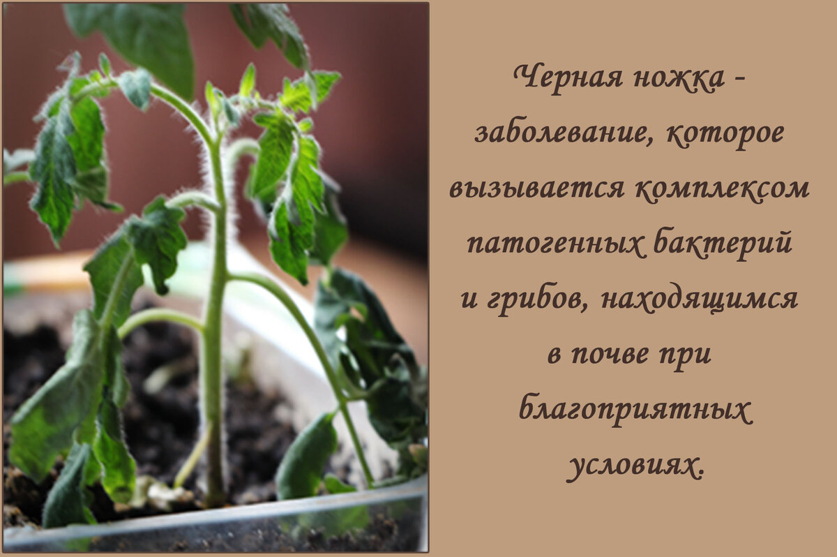 Черная ножка