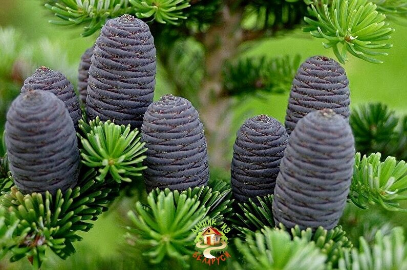 Пихта корейская