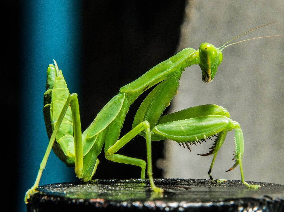 https://cdn.pixabay.com/photo/2013/10/03/09/52/praying-mantis-190189_1280.jpg