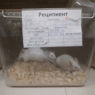  Мыши-реципиенты, которым переведены яйцеклетки после микроинъекции конструкции с геном hACE2
Предоставлено Алексеем Дейкиным

