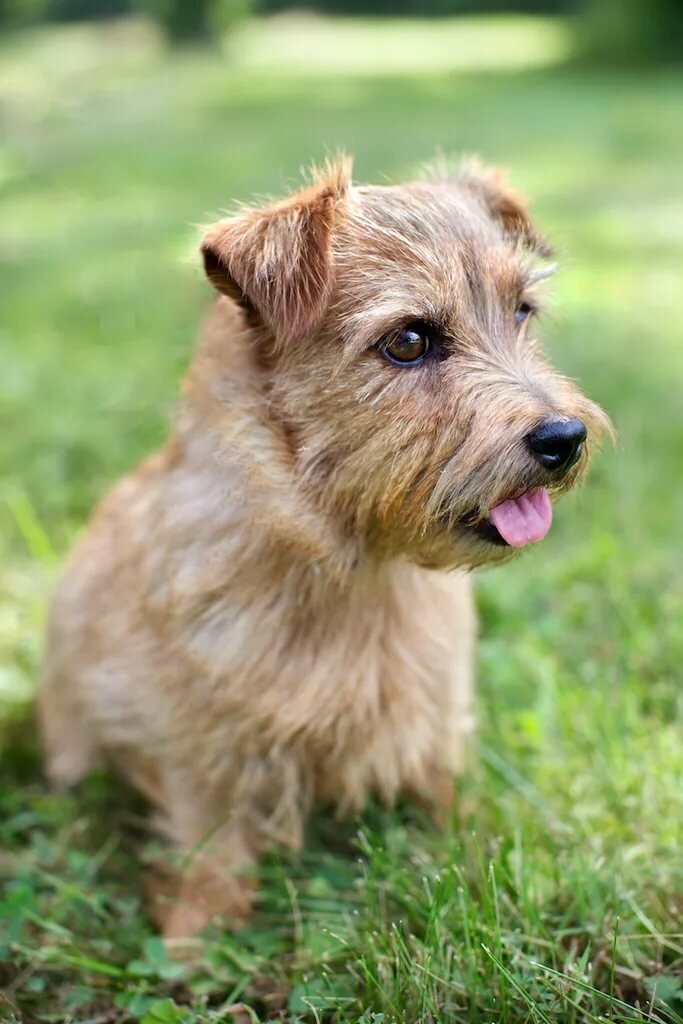 Яндекс.Картинки