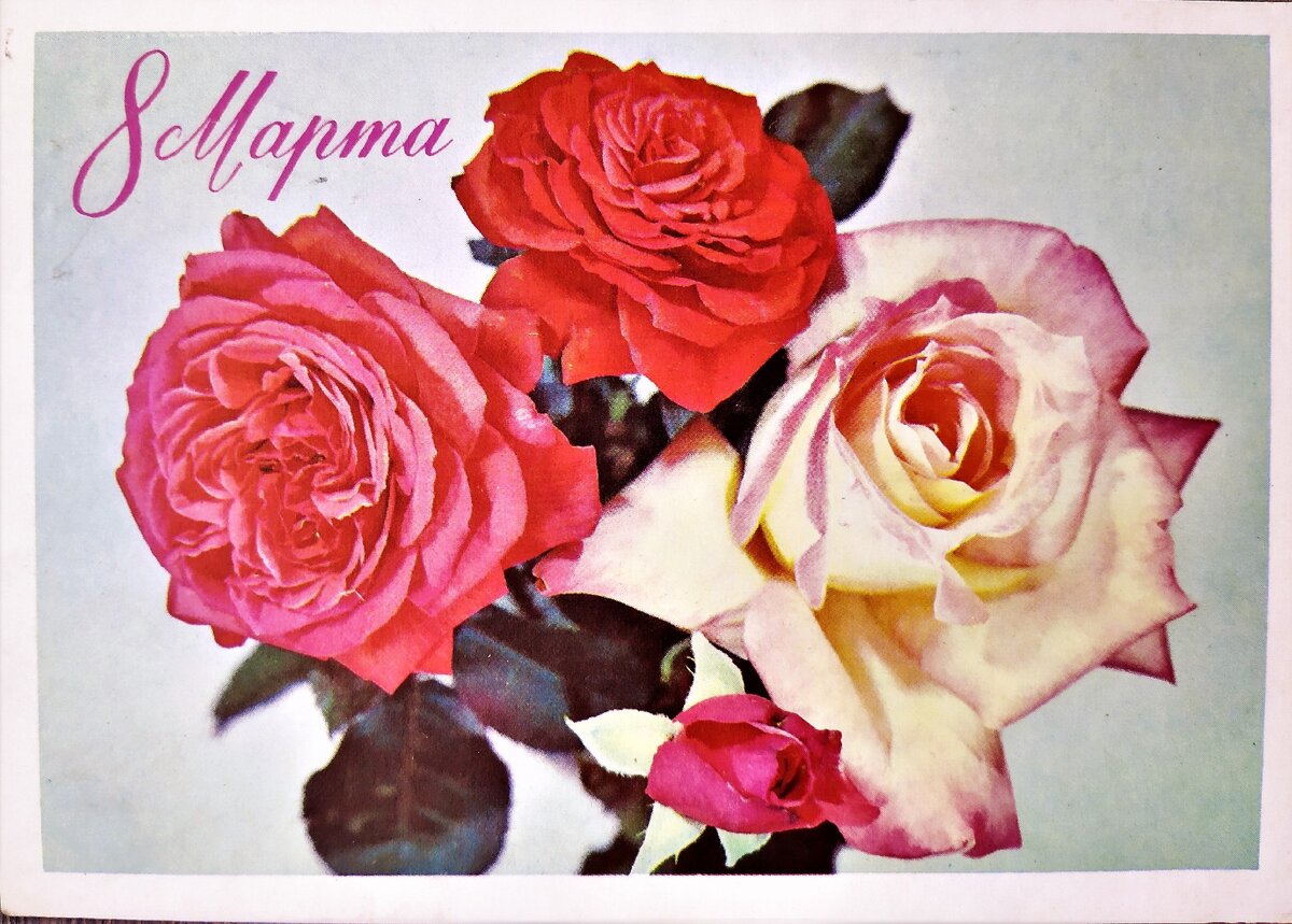 Розы на открытке к 8 марта