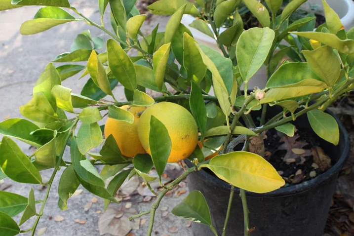 Фотография взята из источника rostiada.ru